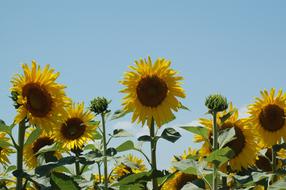 Sunflowers nature landscape macro