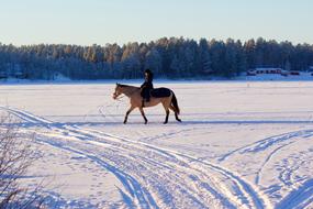 Horse Snow Winter Landscape