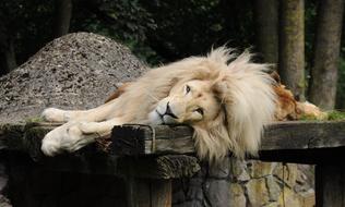 Lion Males Mane Zoo Cloppenburg