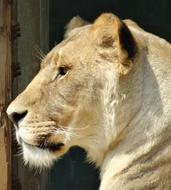 Lioness Zoo Lion Females Close
