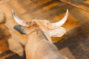 back view of goodly Bull Horned Cattle