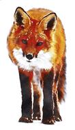 red fox on white background as a watercolor