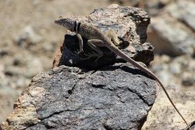 Collared Lizard Reptile Portrait