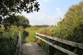 Bridge Nature Trees