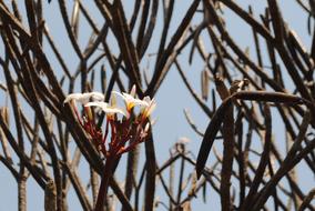 Plant Tree Blossom