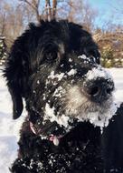 Dog Goldendoodle snow