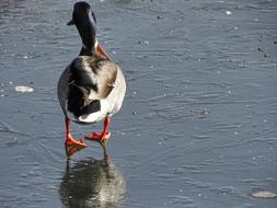 perfect Duck Ice