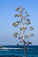 Tree Sea Waves