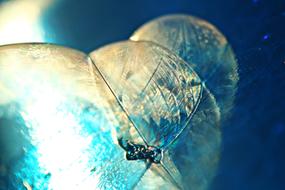 Soap Bubble Frost closeup photo