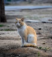 goodly Cat Photography Quotes