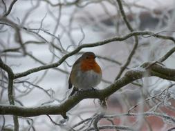 Robin, small Bird perched tree at winter