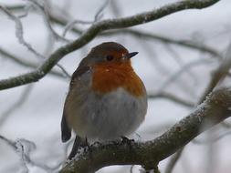 goodly red Robin Bird