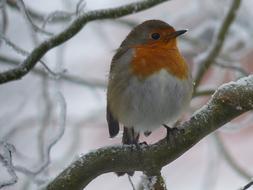 Robin perched frosted branch