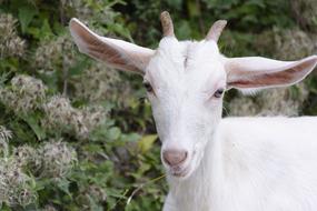 goodly Goat Animal