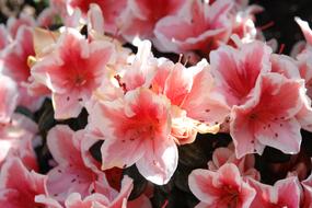 Azalea Flowers Plant