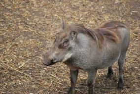 Cute and beautiful, brown Wild-Boar in the forest