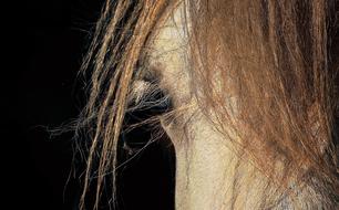 Horse Look