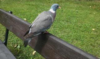 goodly Dove Bird Nature