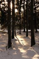 Forest Snow Winter