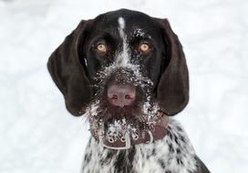 photo of german wirehaired hunting dog