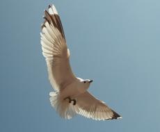 Baltic Sea Seagull