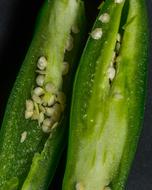 Slices of delicious peppers