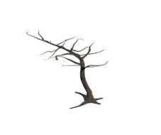 tree isolated dead plant weathered
