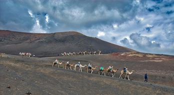 goodly Camels Caravan Desert