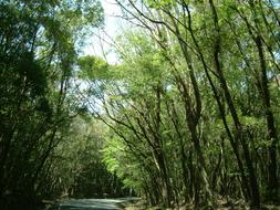 Landscape of park Woods