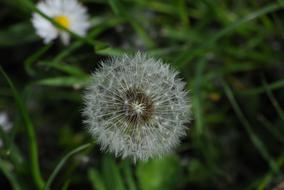 Dandelion Flowers Plant