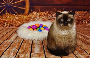 Cat British Shorthair and ester eggs