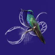 drawing of hummingbird figure