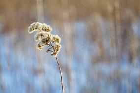 Solidago Canadensis Dry Plant