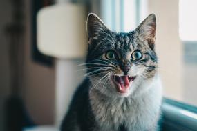 angry domestic cat near the window