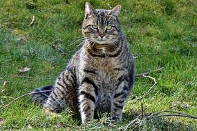 portrait of fat Mackerel Cat sits on lawn