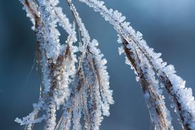 Hoarfrost Frost Winter