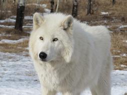 Arctic Wolfdog