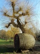 Barrel on Cucumbers Pasture