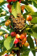 bright yellow-red cherry on a tree branch