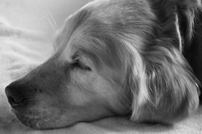 Black and white portrait of the cute lying dog