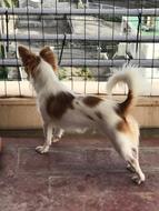 Chihuahua Dog at the fence