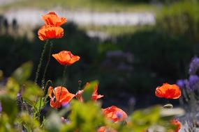 Flower Orange Summer