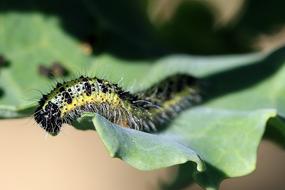 Caterpillar Pieris on a green leaf close-up on a blurred background