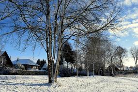 wonderful Winter Tree