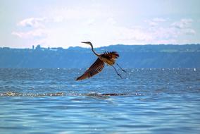 Great Blue Heron in flight above water