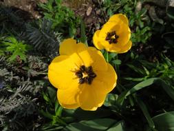 Tulip Yellow Flowers Spring