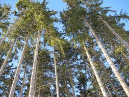 Forest Trees Nature Look Up Into