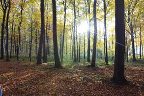 Forest Autumn Tree