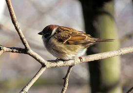 Birds Sparrow House