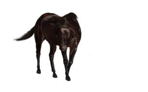 goodly horse standing brown